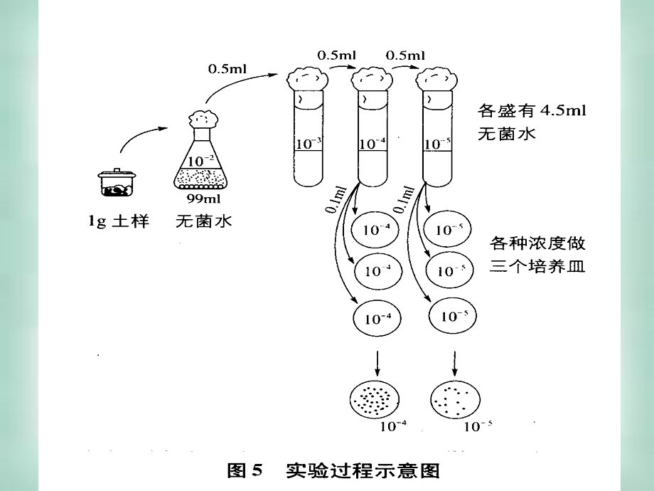 分离以尿素为氮源的微生物.ppt_第3页