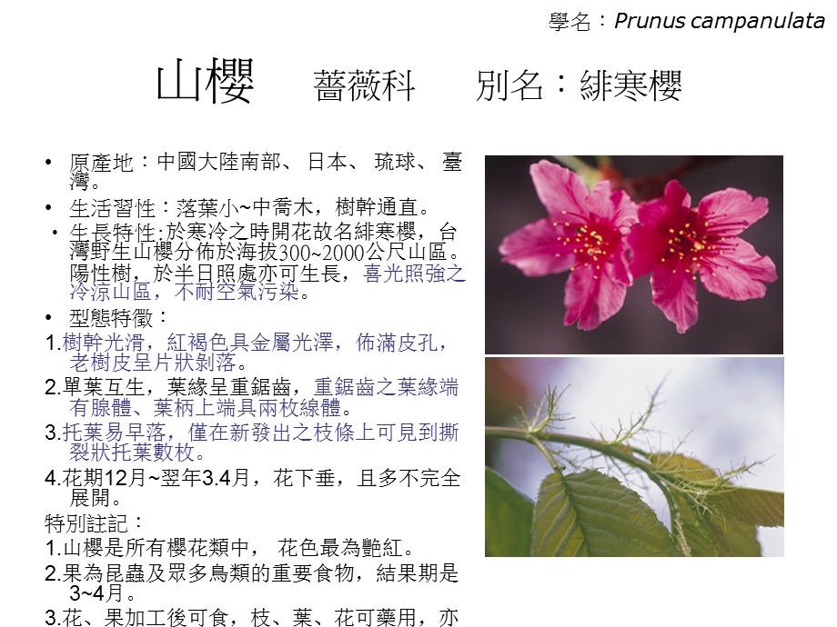 景观乔木红粉花类介绍PPT.ppt_第3页