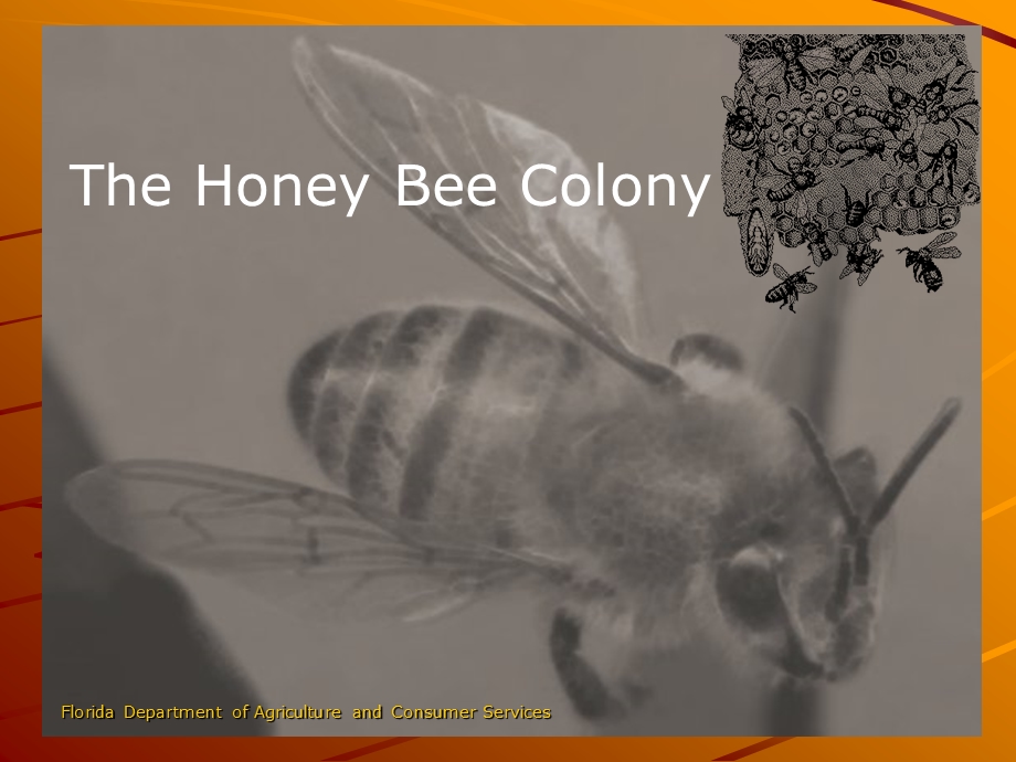 5433102764The Honey Bee ColonyAmazon Web Services.ppt_第1页