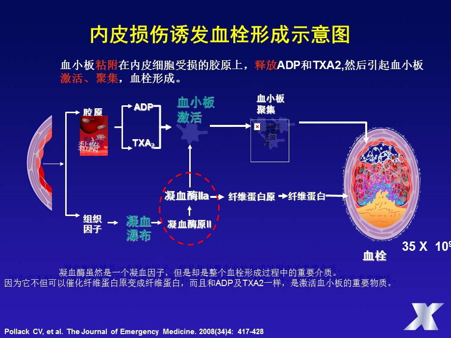 抗血小板、抗凝药物从机制到临床.ppt_第2页