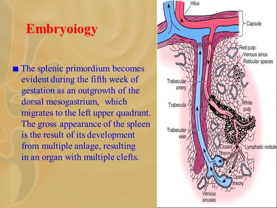 spleen disease.ppt_第2页