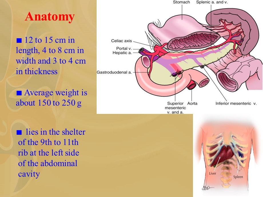 spleen disease.ppt_第3页