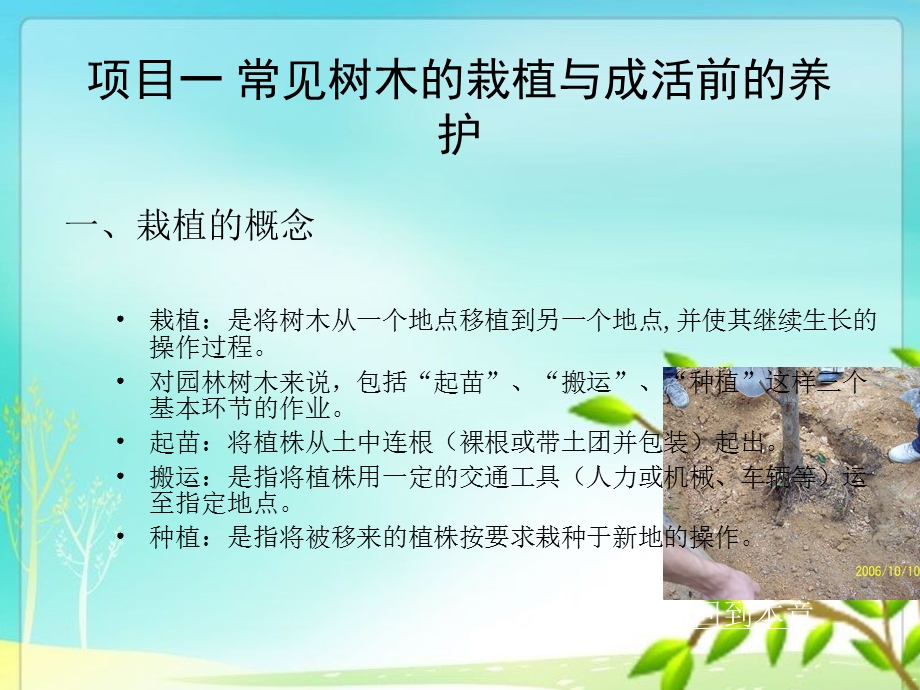 单元1.1园林常规树木的栽植与养护.ppt_第2页