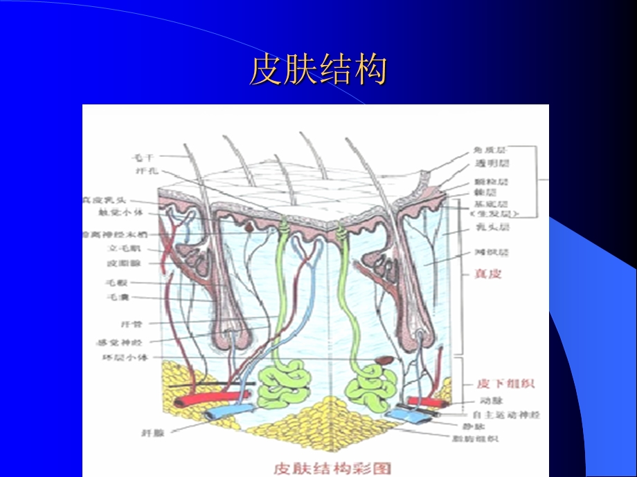 皮肤及软组织肿瘤..ppt_第2页