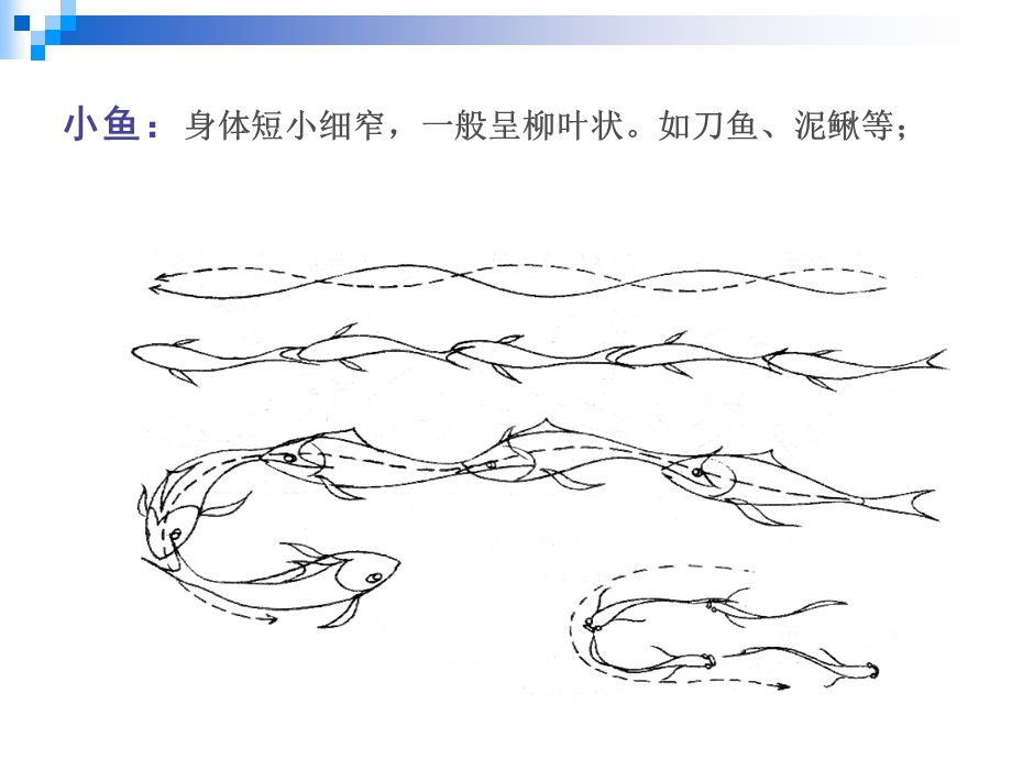 运动规律鱼类的运动.ppt_第3页