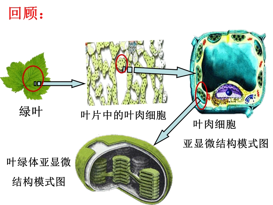 2585086284胡萝卜素的提取.ppt_第3页