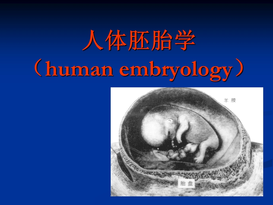 人体胚胎学.ppt.ppt_第1页