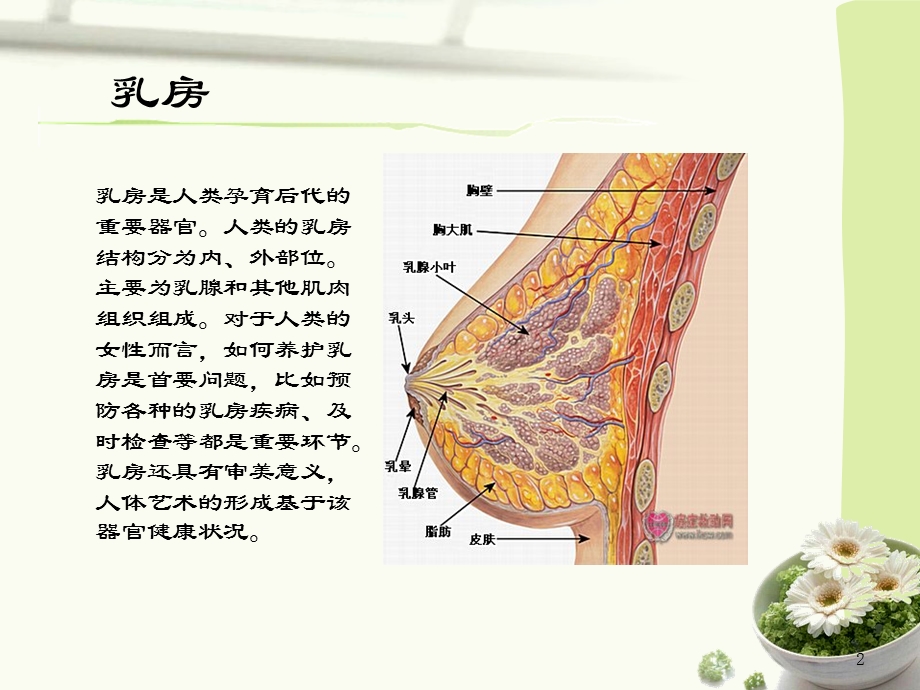 乳腺癌术后功能锻炼资料.ppt_第2页