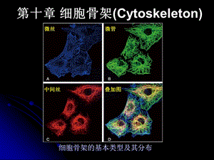 第十章细胞骨架.ppt