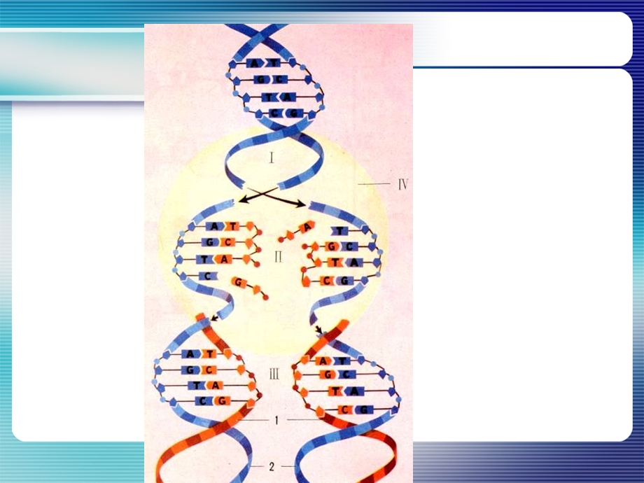 第九章DNA的突变和修复戴启凡N（PPT X页） .ppt_第2页