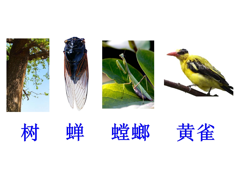 教科版小学科学《密切联系的生物界》课件.ppt_第3页