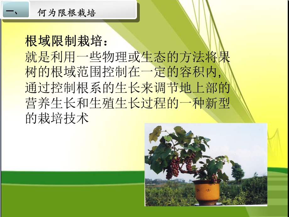 葡萄限根栽培.ppt_第3页