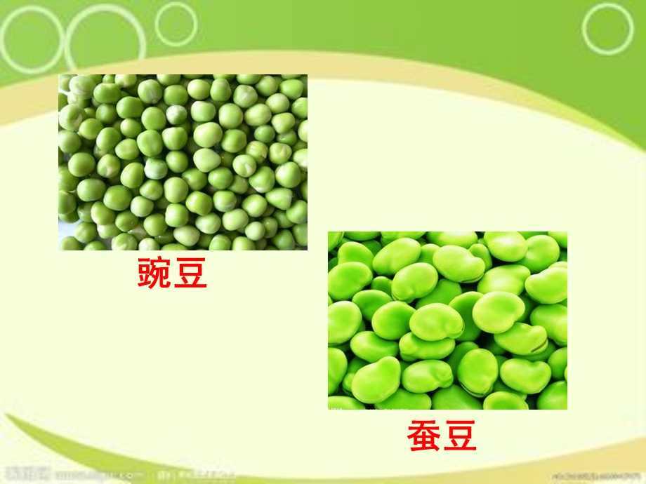 儿歌《豌豆和蚕豆》 .ppt_第2页