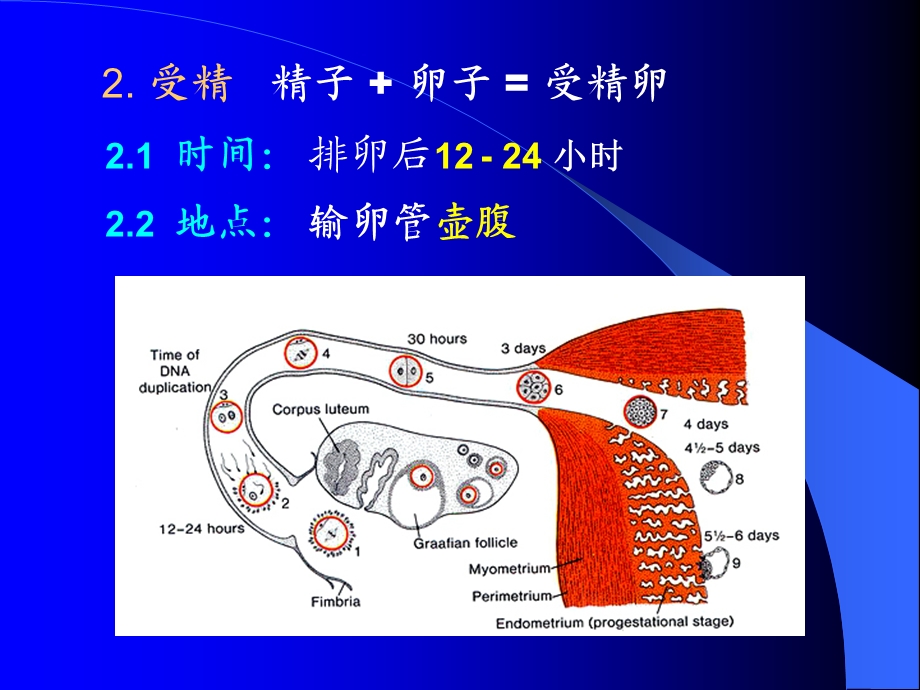 人体发育总论().ppt_第3页