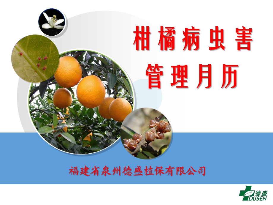 柑橘病虫害防治月历.ppt.ppt_第1页