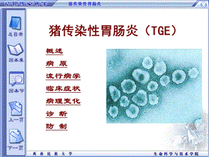 04猪传染性胃肠炎.ppt