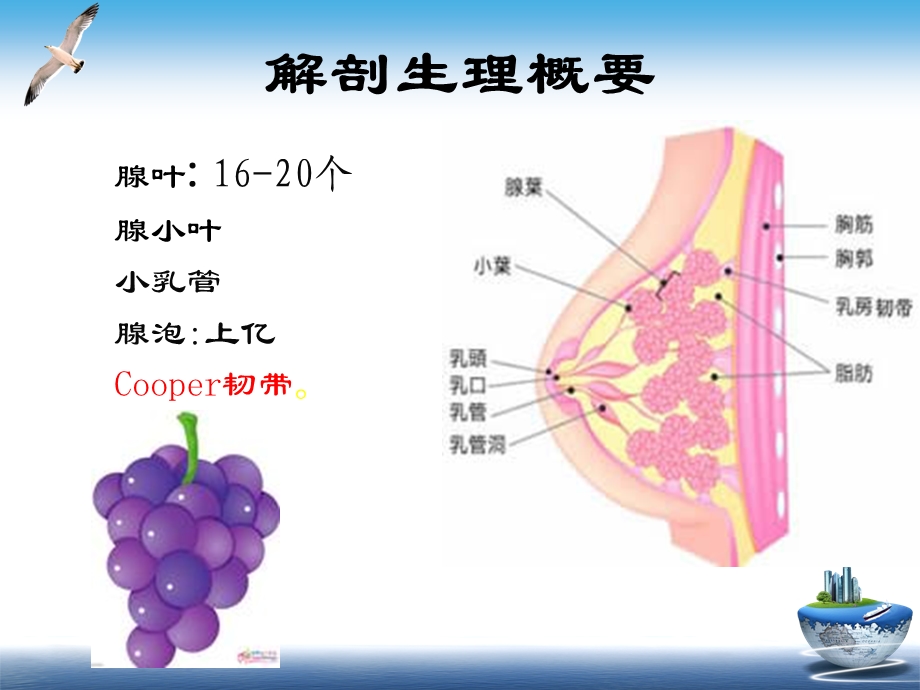 乳腺癌的护理.ppt_第2页