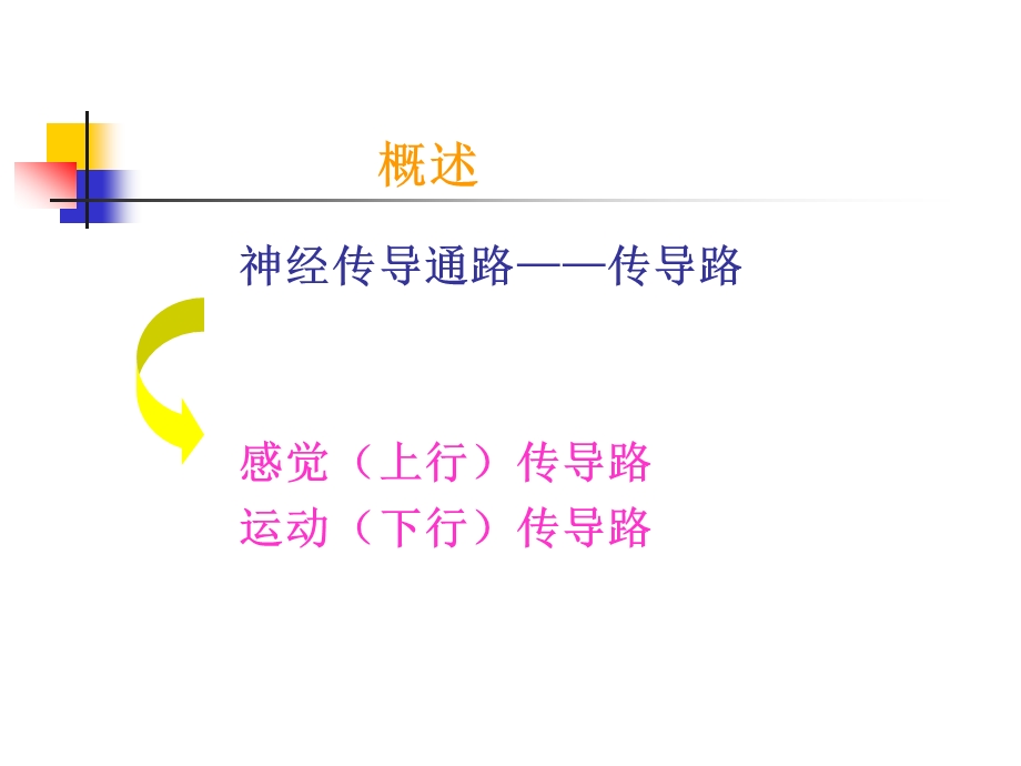 神经系统的传导通路.ppt_第2页