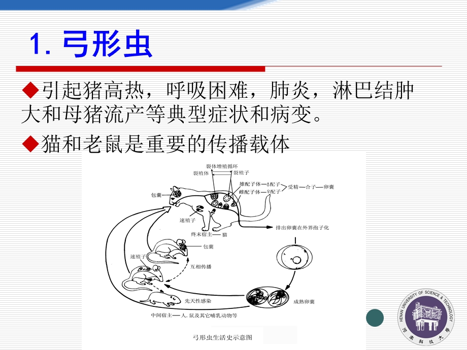 猪场寄生虫病及驱虫方案.ppt_第3页