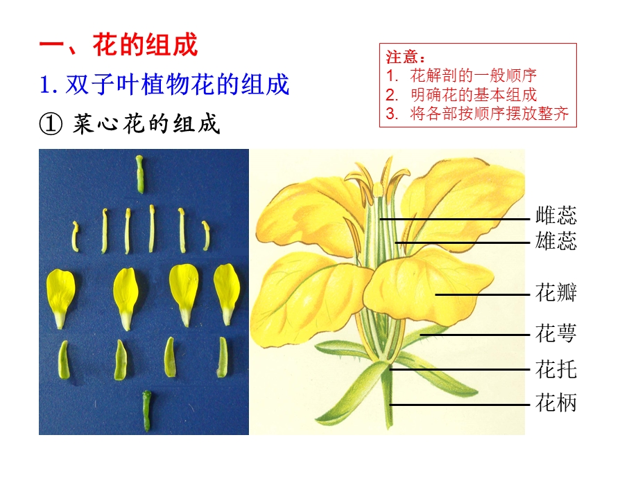 实验6花的组成与花序类型.ppt.ppt_第2页