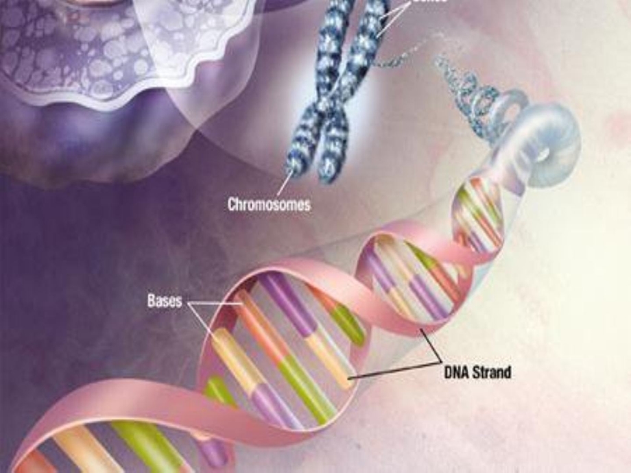 高中生物必修一第3节 遗传信息的携带者——核酸[精品].ppt_第2页
