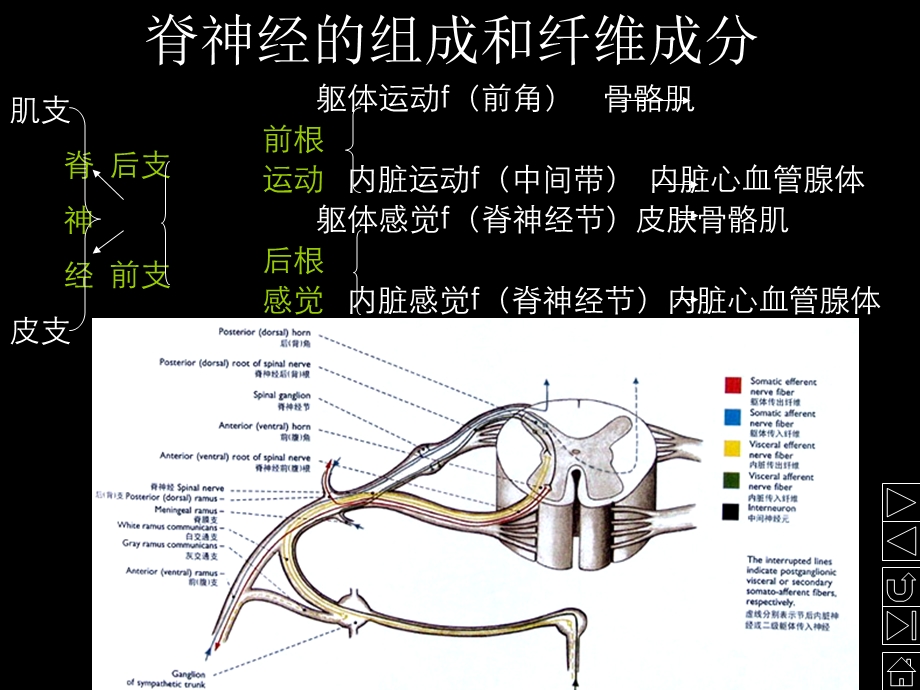 人体解剖学 神经系统 第三节.脊神经(23P).ppt_第2页