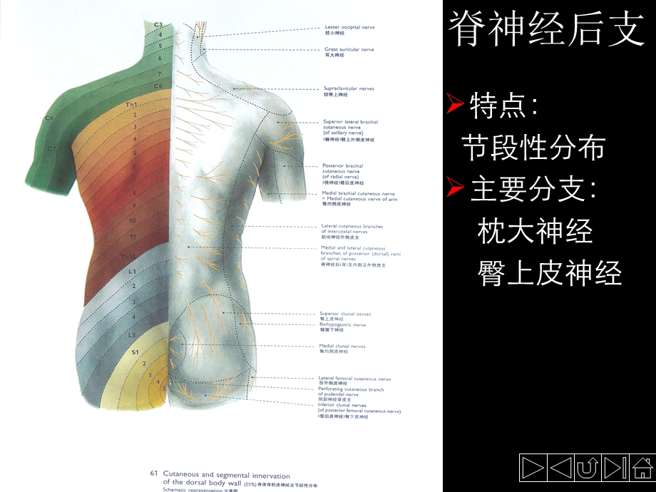 人体解剖学 神经系统 第三节.脊神经(23P).ppt_第3页