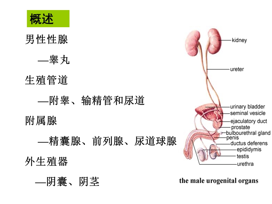 【组织学与胚胎学】第十八章 男性生殖系统.ppt_第2页