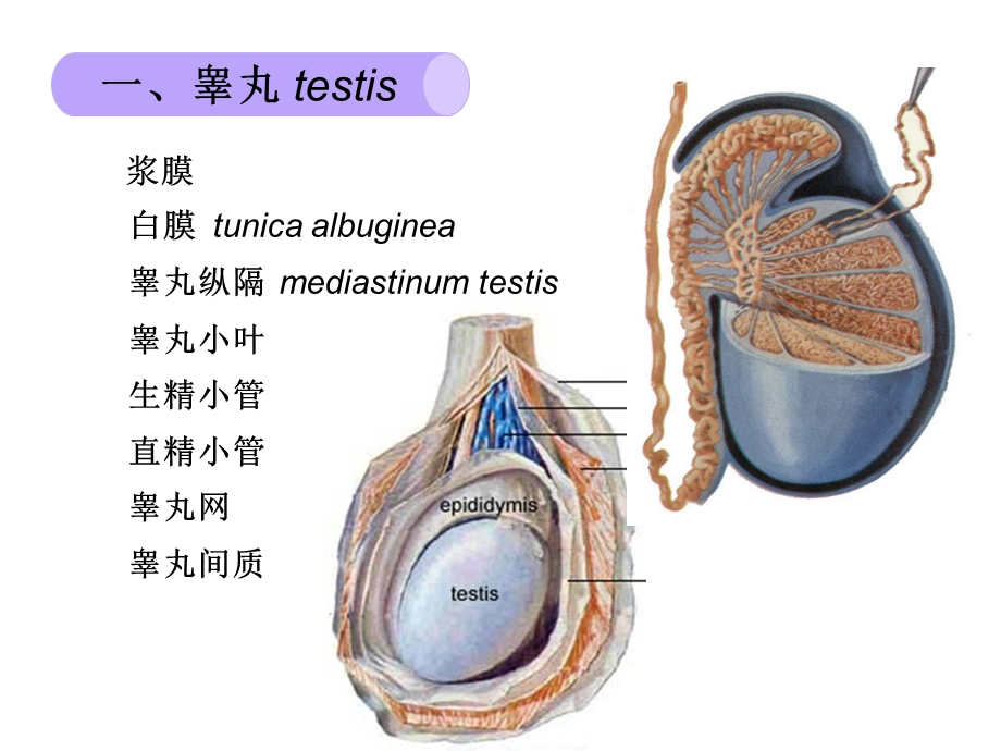 【组织学与胚胎学】第十八章 男性生殖系统.ppt_第3页