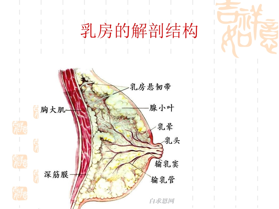 4053943964母乳的成分、母乳喂养知识暨喂哺技巧.ppt_第3页