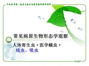 病原学形态观察.寄生虫.ppt