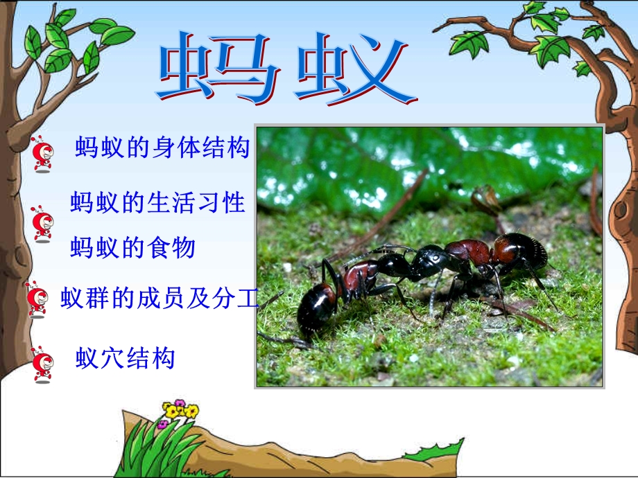 《蚂蚁》教学ppt.ppt_第2页