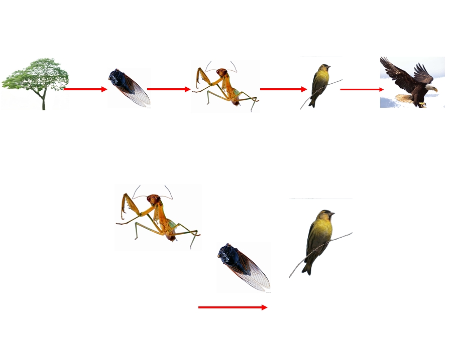 青岛版小学科学四级下册《密切联系的生物界》课件1.ppt_第3页