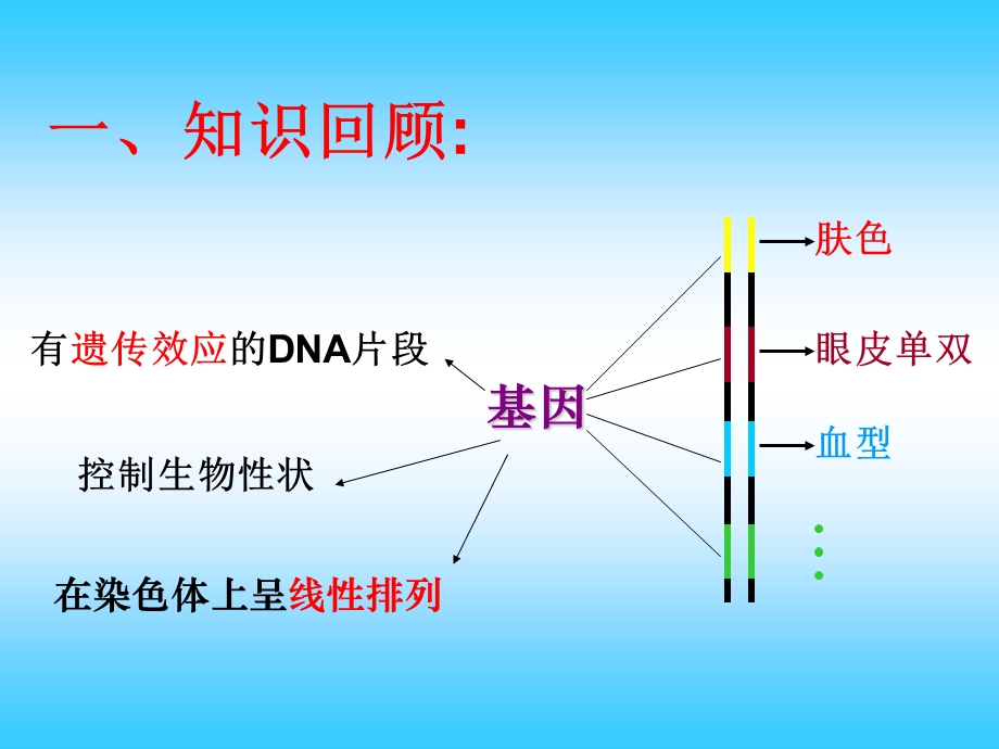 人教版高中生物课件：基因指导蛋白质的合成1.ppt_第3页