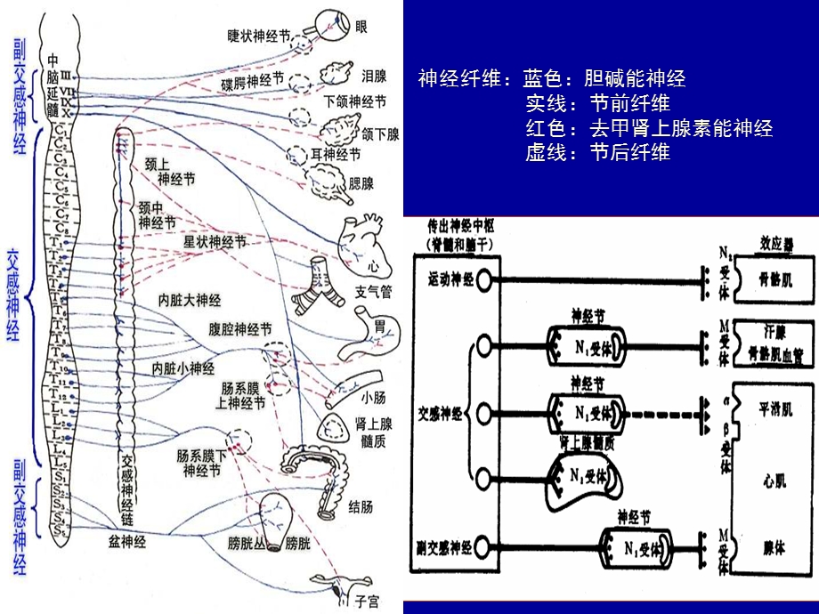 4外周神经药物13.ppt_第3页