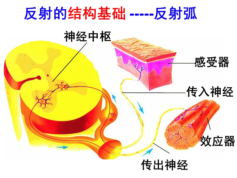 神经系统活动的基本形式是反射.ppt_第2页