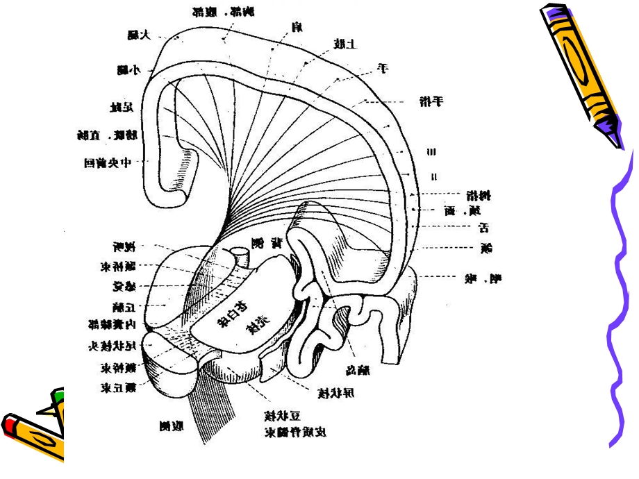 神经系统病变的定位诊断.ppt_第2页