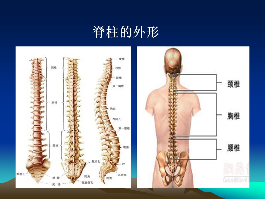 脊柱骨折诊疗及进展j.ppt_第3页