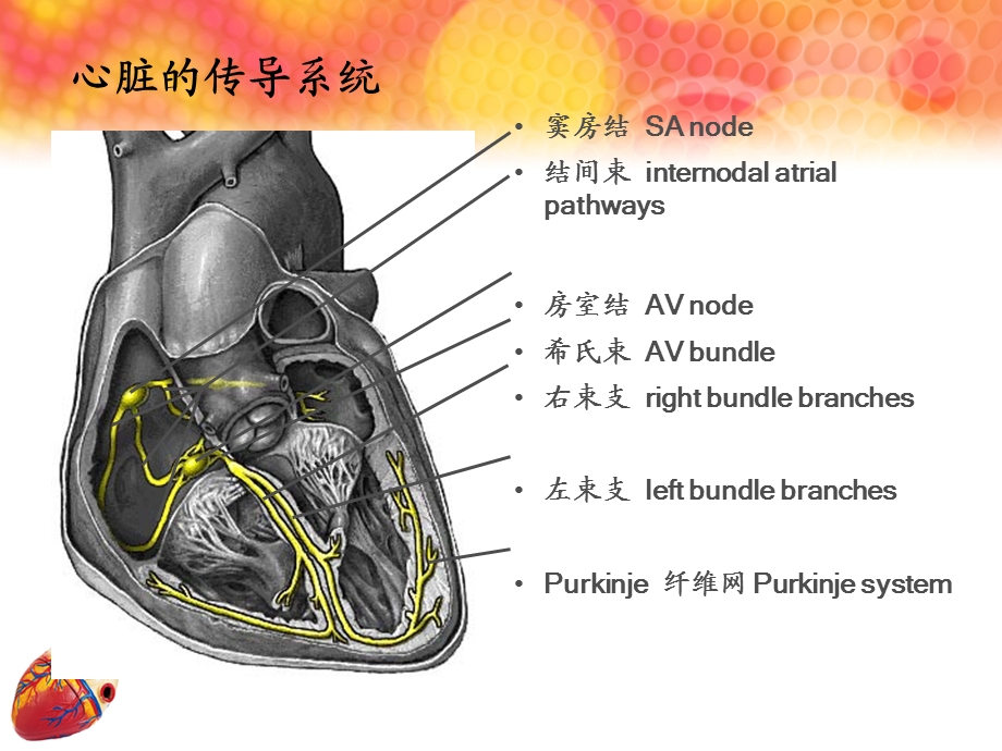 实用心电图教程（精华版）.ppt_第3页