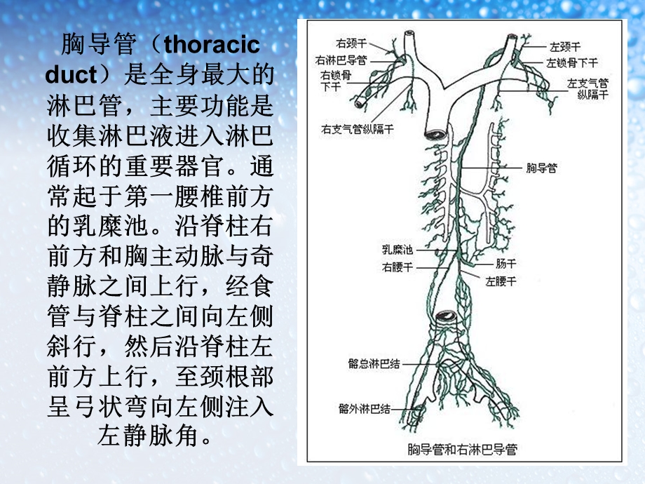 乳糜胸及乳糜腹的学习（PPT X页） .ppt_第3页