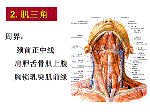 颈部解剖ppt演示文稿.ppt