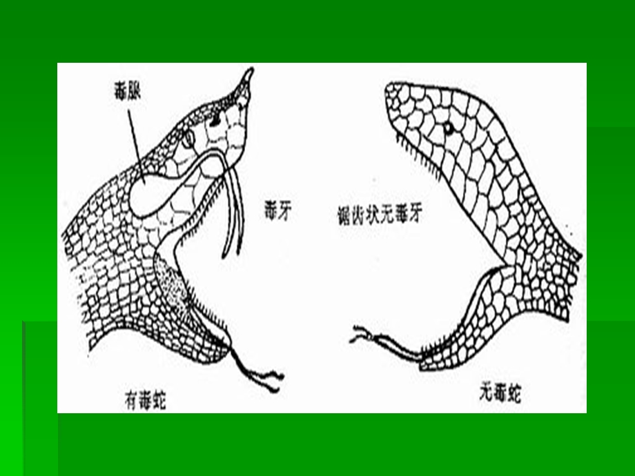 野外防蛇.ppt_第3页