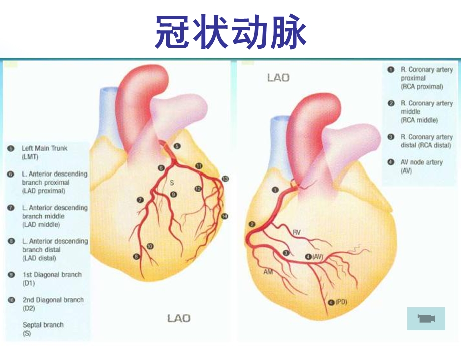 心绞痛的药物治疗.ppt_第2页