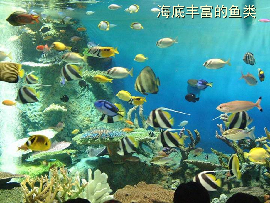 黄冰凌水中生活的动物海洋中丰富的动物.ppt_第2页