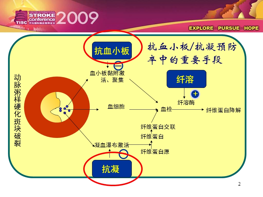 缺血性脑卒中／TIA 二级预防抗血小板药物规范化应用的中国专家共识.ppt_第2页