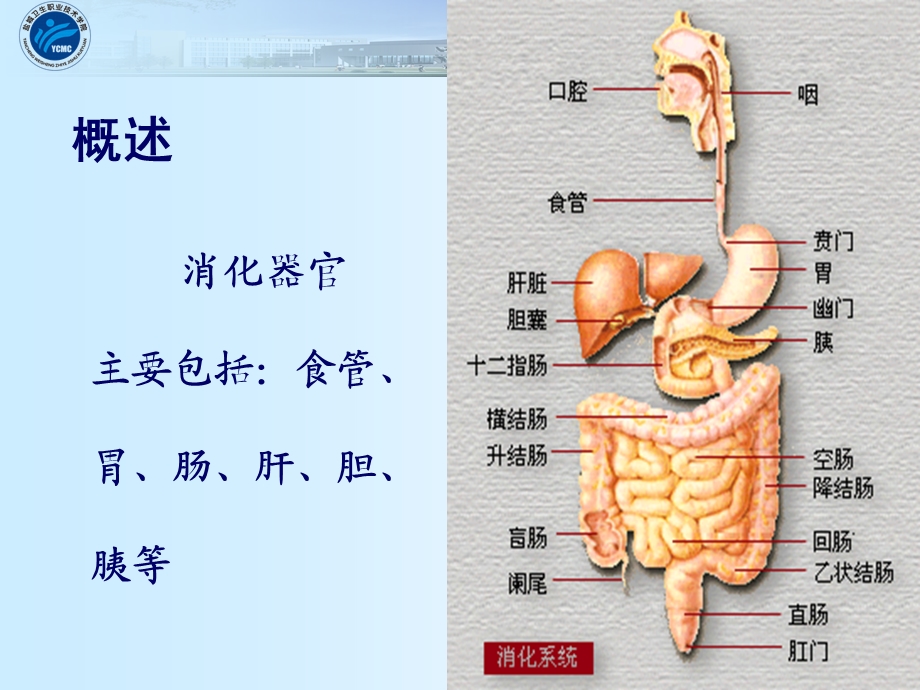 1消化系统疾病病人常见症状体征的护理.ppt_第2页