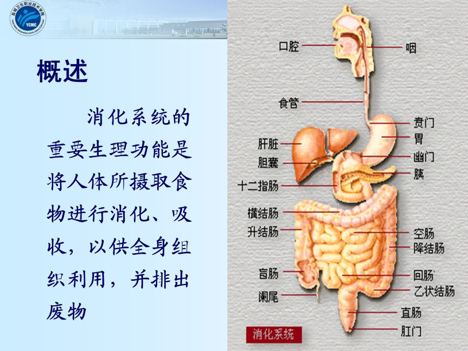 1消化系统疾病病人常见症状体征的护理.ppt_第3页