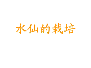 水仙的栽培(PPT29).ppt