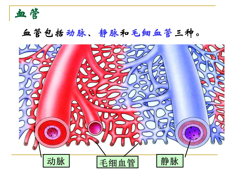 人体的血液循环.ppt_第2页