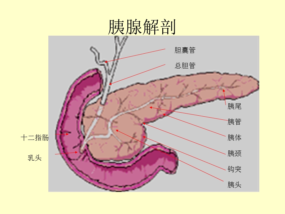 胰腺肿瘤病变的影像学诊断.ppt_第2页